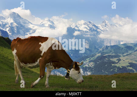 Une vache dans un pré alpin près de Männlichen au-dessus de la magnifique vallée de Lauterbrunnen, Oberland Bernois, Suisse Banque D'Images