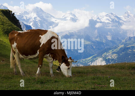 Une vache dans un pré alpin près de Männlichen au-dessus de la magnifique vallée de Lauterbrunnen, Oberland Bernois, Suisse Banque D'Images