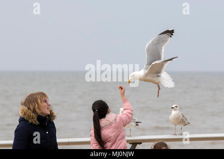 Vol de mouettes jetons de personnes marchant le long de la promenade sur le front de mer de Blackpool, Lancashire, Royaume-Uni. Banque D'Images