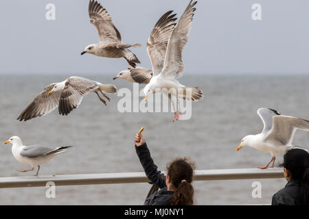 Vol de mouettes jetons de personnes marchant le long de la promenade sur le front de mer de Blackpool, Lancashire, Royaume-Uni. Banque D'Images