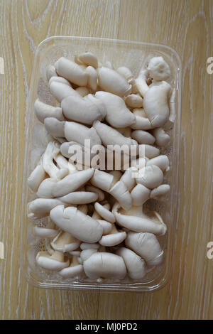 Pleurotus ostreatus ou connu sous le nom de pleurotes dans un punnett Banque D'Images