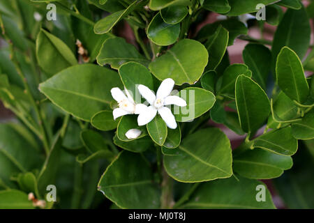 Calamondin, Kumquat, Citrofortunella microcarpa Fleurs Banque D'Images