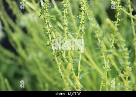 Close up de bok choy fleurs Banque D'Images