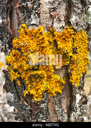 Vieux jaune mousse sur les troncs des arbres fruitiers dans le jardin. Studio Photo Banque D'Images