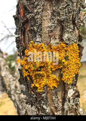 Vieux jaune mousse sur les troncs des arbres fruitiers dans le jardin. Studio Photo Banque D'Images