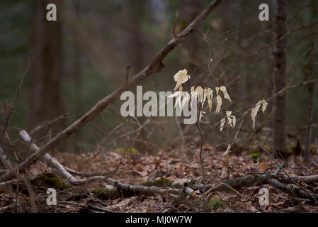 Les feuilles de l'automne dernier s'accrochent encore à un lowland bush dans une forêt de la fin du printemps suivant. Banque D'Images