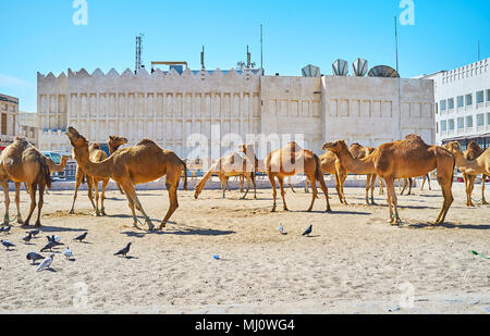 Le territoire de stylo de chameau, situé dans la vieille ville, à côté du Souq Waqif, Doha, Qatar. Banque D'Images