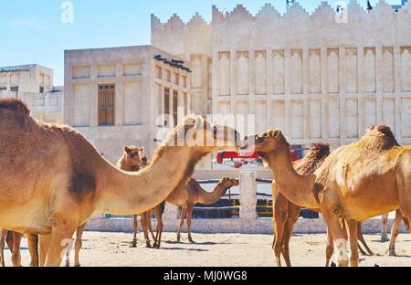 Close-up de chameaux, de marcher sur le sable sur territoire de camel stylo au Souq Waqif district de Doha, au Qatar. Banque D'Images