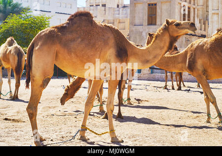 Stylo dans de vieux chameau est Doha lieu touristique populaire, les gens viennent ici pour voir de beaux animaux, au Qatar. Banque D'Images