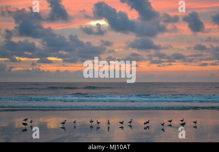 Mouettes dans une rangée sur la plage au lever du soleil. Banque D'Images