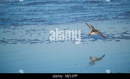 Mouette qui surfe sur le surf Banque D'Images