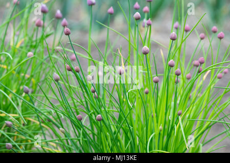 Allium schoenoprasum 'Biggy'. "Biggy" ciboulette fleurs en bouton Banque D'Images