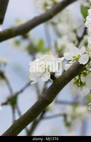 Prunus domestica 'incisia Damson blanc' / prunier au printemps Banque D'Images