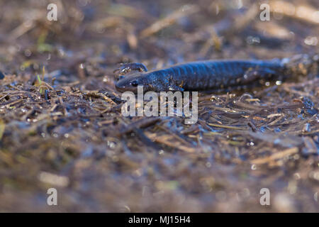 Salamandre à points bleus (Ambystoma laterale) Banque D'Images
