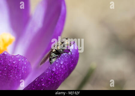 Fly driking rosée fleur de crocus Banque D'Images