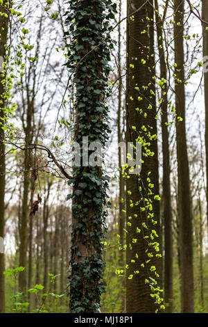 Le lierre sur les troncs des arbres au printemps Banque D'Images