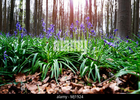 Bluebell (Hyacinthoides non-scripta) fleurs close-up en Hallerbos, Belgique Banque D'Images