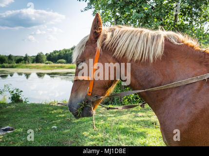 Cheval marron en dos-vert se nourrit de l'herbe sur la pelouse. Jour d'été ensoleillé. Scène rurale. Banque D'Images