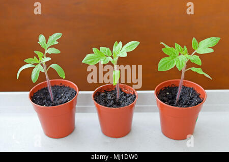 Close-up de trois semis de tomate de plus en plus de petits pots en plastique brun en soleil sur plateau blanc contre fond brun, printemps, England UK Banque D'Images