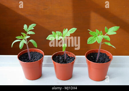 Close-up de trois semis de tomate de plus en plus de petits pots en plastique brun en soleil sur plateau blanc contre fond brun, printemps, England UK Banque D'Images