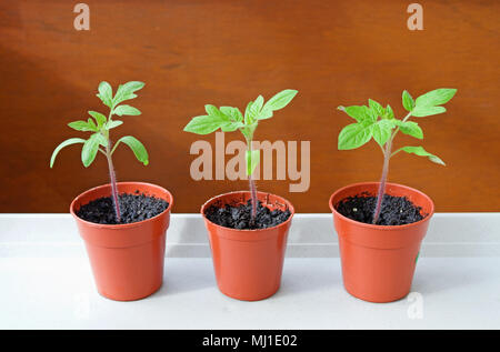 Close-up de trois semis de tomate de plus en plus de petits pots en plastique brun en soleil sur plateau blanc contre fond brun, printemps, England UK Banque D'Images