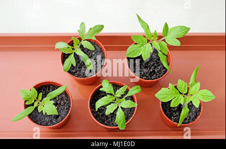 Regardant vers le bas sur les jeunes plants de tomate de plus en plus de petits pots en plastique brun marron sur le bac, printemps, England UK Banque D'Images