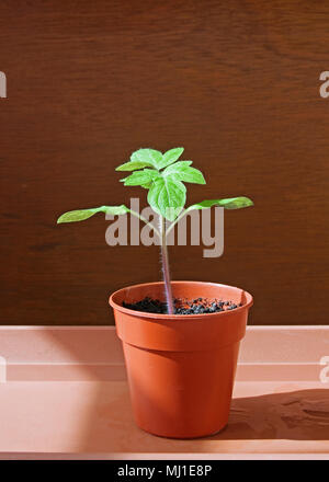 Close-up de plus en plus des plantules de tomate unique dans de petits pot en plastique brun, avril, England UK Banque D'Images