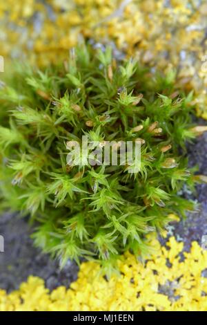 Lanceolateleaf rock Orthotrichum speciosum, moss Banque D'Images