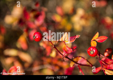 Beries de Rose Musquée sauvage, couleur rouge, automne Banque D'Images