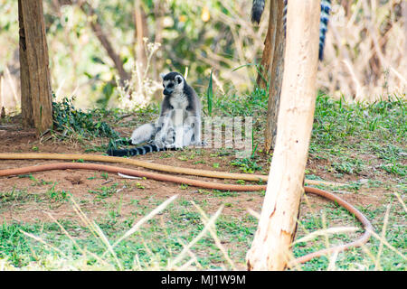 Lémuriens (Lemur catta) assis sur des branches en bois fait pour eux dans le jardin zoologique et jouer les uns avec les autres dans une journée ensoleillée. Banque D'Images