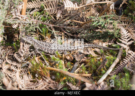 Sable femelle (lézard Lacerta agilis) dans un site de bruyères Surrey Banque D'Images