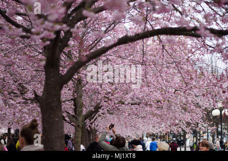 Stockholm, Suède - 30 avril 2018. Les gens à prendre des photos et de la floraison des fleurs de cerisier du Japon dans le centre de Stockholm Banque D'Images