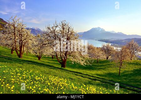 Cherry trees (Prunus) en fleurs à Küssnacht am Rigi, vue sur le lac de Lucerne et le Mont Pilate, Canton de Schwyz, Suisse Banque D'Images