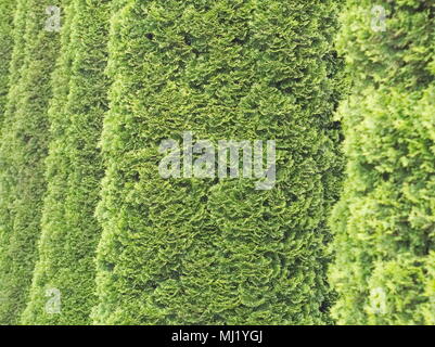 Grands arbres Thuja vert jour ligne closeup Banque D'Images