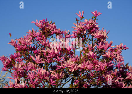 Mulan magnolia (Magnolia denudata), la floraison, magnolia bush, Autriche Banque D'Images