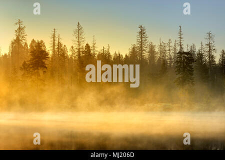 Lever du soleil à l'étang de l'Oder avec morning mist, forêt naturelle d'épicéas, en partie en raison d'infestation de dendroctones Banque D'Images