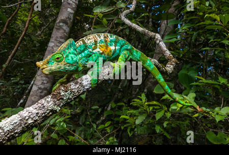 Caméléon Calumma parsonii Cristifer (cristifer), homme sur branch, Analamazaotra Andasibe, Madagascar, Parc National Banque D'Images