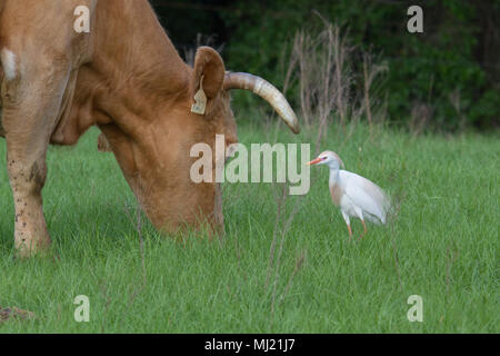 Une aigrette bovins mâles en quête de nourriture avant d'une vache. Banque D'Images