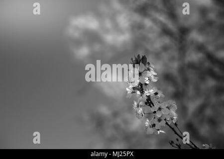 Close up of cherry tree blossom avec arrière-plan flou en noir et blanc. Banque D'Images