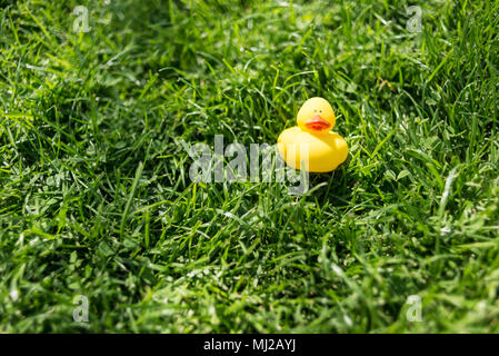 Un mignon petit canard en caoutchouc jaune Jouet flottant allongé sur l'herbe verte d'un jardin Banque D'Images