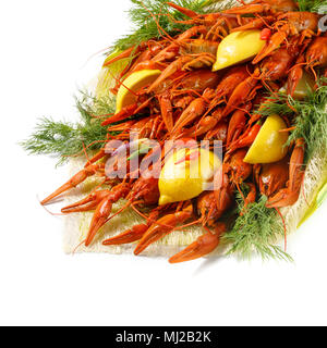 La langouste bouillie rouge vif avec de l'aneth, du citron et le paprika sur un fond blanc Banque D'Images