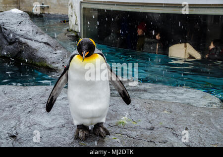 Les visiteurs d'observer les pingouins d'une chambre avec grande fenêtre. Situé dans le nord du Japon, le Zoo Asahiyama abrite 700 animaux. Banque D'Images