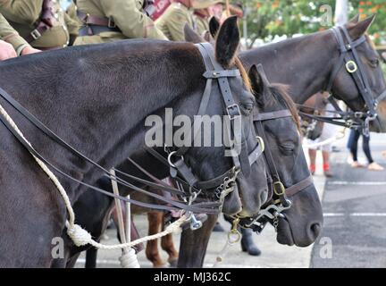 Close up of horses standing outdoors. Ou cavalerie cavaliers ou lancers à Anzac Day Parade à Coffs Harbour, en Australie. Banque D'Images