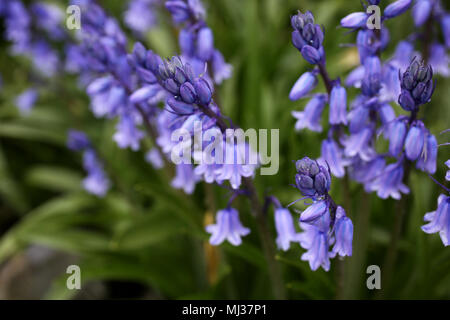 Bluebells représenté sur l'Horsted Keynes à Bluebell Railway, Uckfield, East Sussex, UK. Banque D'Images