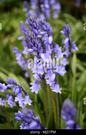 Bluebells représenté sur l'Horsted Keynes à Bluebell Railway, Uckfield, East Sussex, UK. Banque D'Images