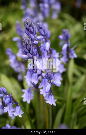 Bluebells représenté sur l'Horsted Keynes à Bluebell Railway, Uckfield, East Sussex, UK. Banque D'Images