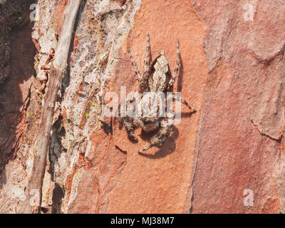 Une araignée sauteuse (Platycryptus undatus) s'accroche sur le côté d'un arbre de pin des marais. Banque D'Images