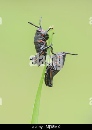 Eastern Lubber Grasshopper (Romalea microptera) nymphes (premiers stades) percher sur les brins d'herbe. Banque D'Images