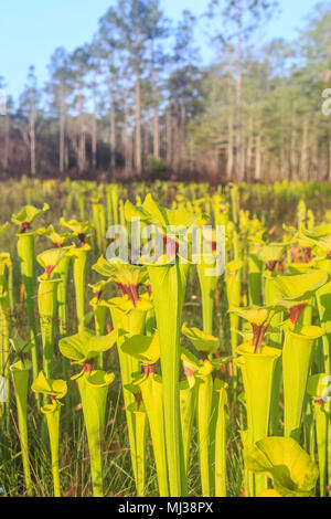 Pitcherplants jaune (Sarracenia flava var. rugelii) sont abondants dans cette pente suintement/wet prairie habitat dans la forêt nationale d'Apalachicola en Floride. Banque D'Images