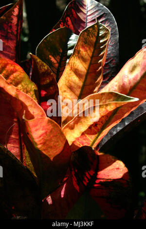 Codiaeum variegatum (croton Croton panaché ou jardin ; syn. Croton variegatum Banque D'Images